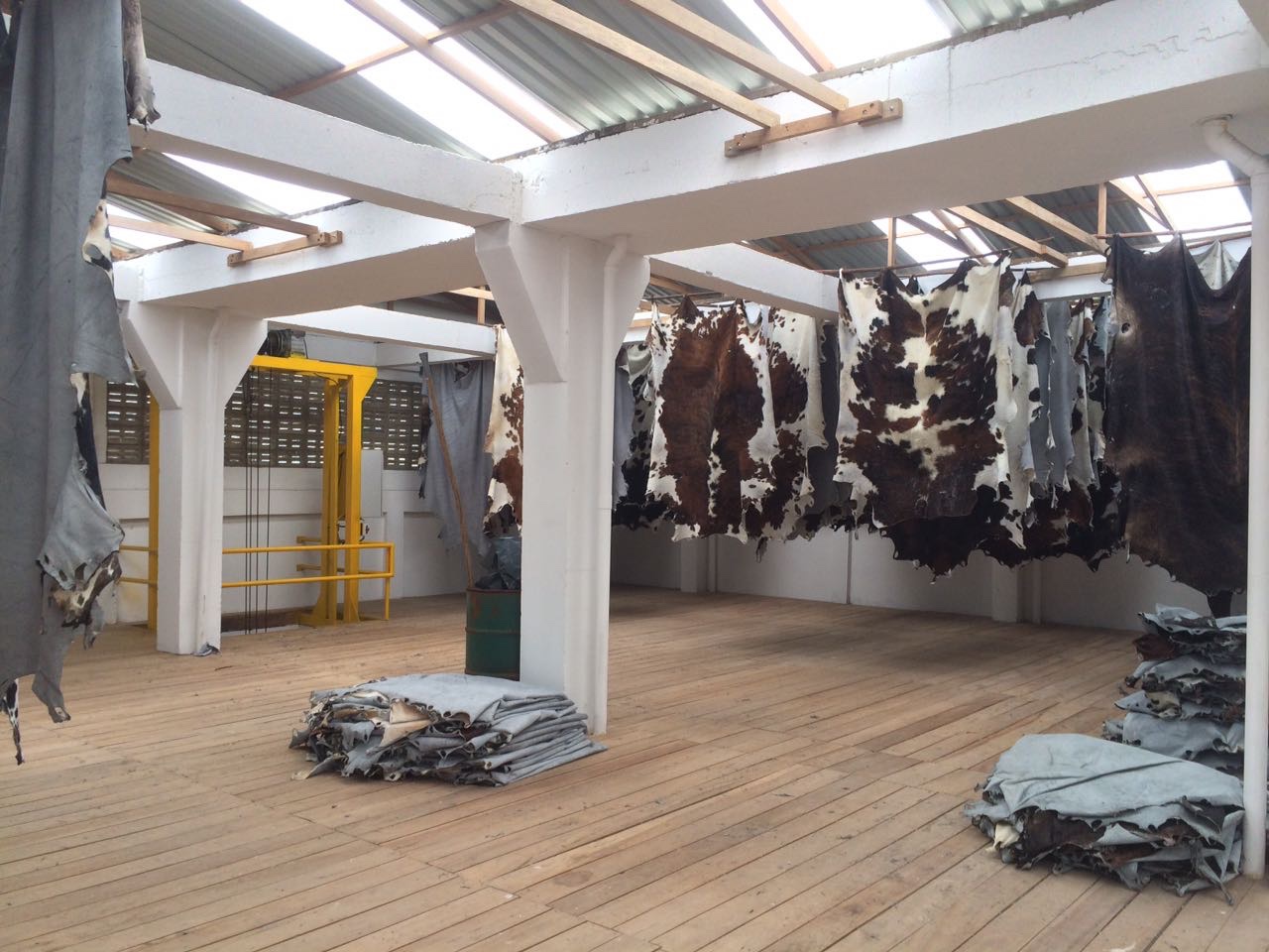 cow skins drying cow skins drying